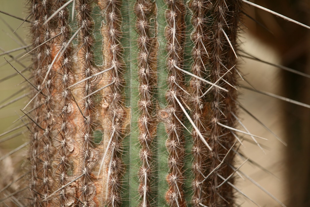 Close-up of natural type 4 coily hair being dried with a bowl diffuser attachment