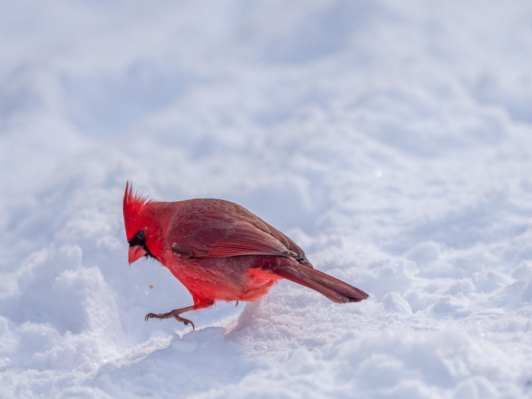 Bright red cardinal perched on wooden platform bird feeder during winter