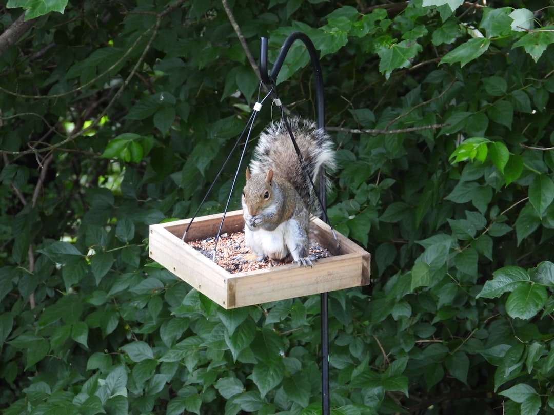 Bird feeder with protective baffle preventing squirrel access mounted on metal pole