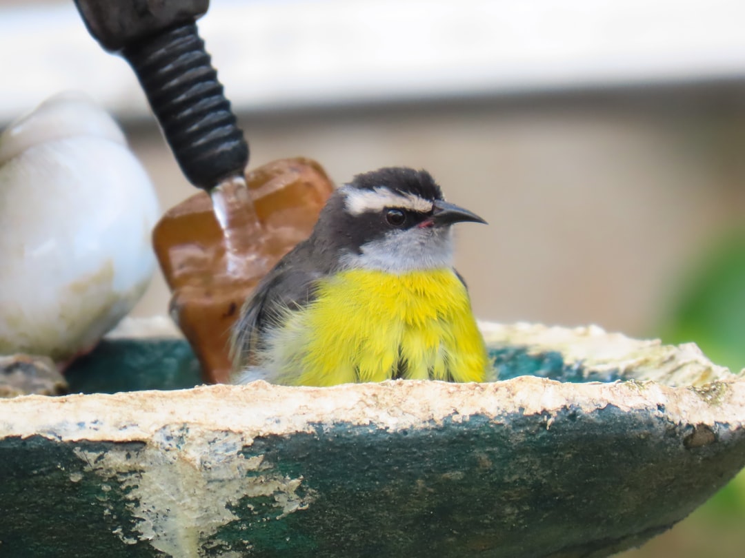 Hands cleaning bird feeder with scrub brush in soapy water basin