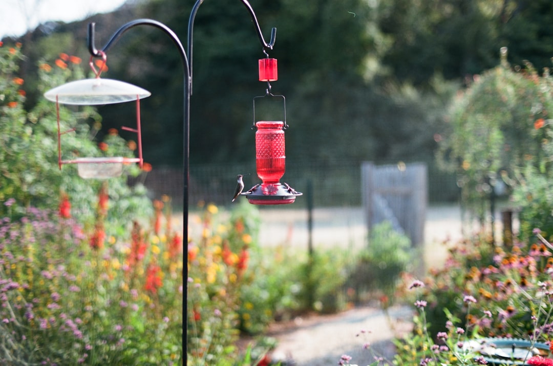 Well-organized backyard bird feeding station with multiple feeder types and birdbath