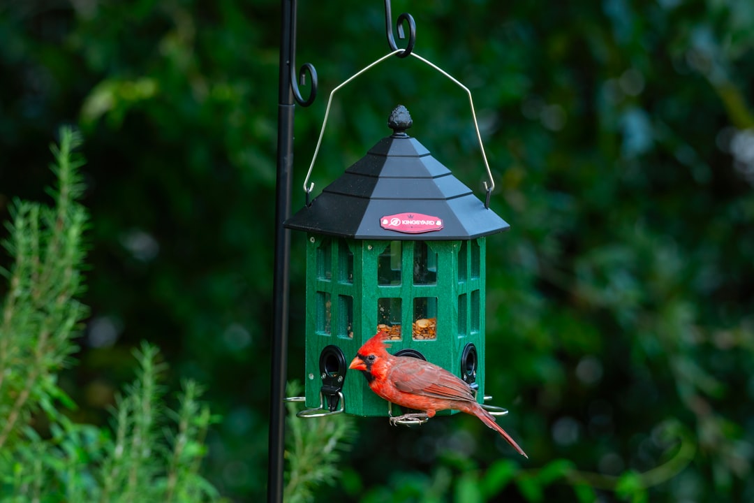 Bright red cardinal perched on weight-activated bird feeder in lush garden