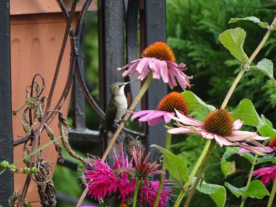 Multiple small songbirds feeding at caged bird feeder surrounded by blooming flowers