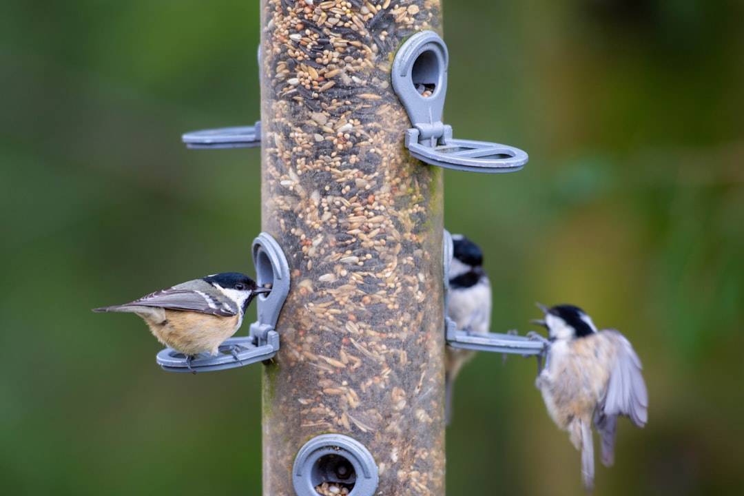 Colorful variety of songbirds feeding together at squirrel-proof feeder